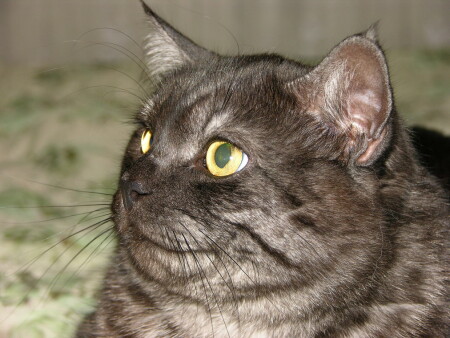 Ну неужели я Вам не нравлюсь?!