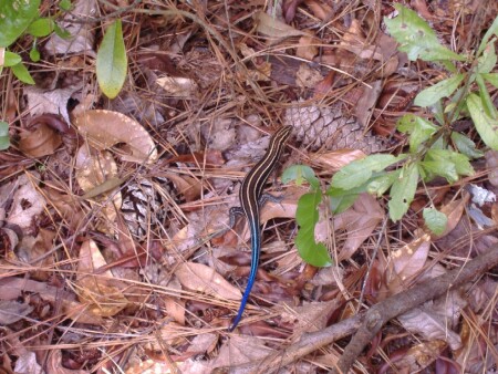 Хвост замерз!