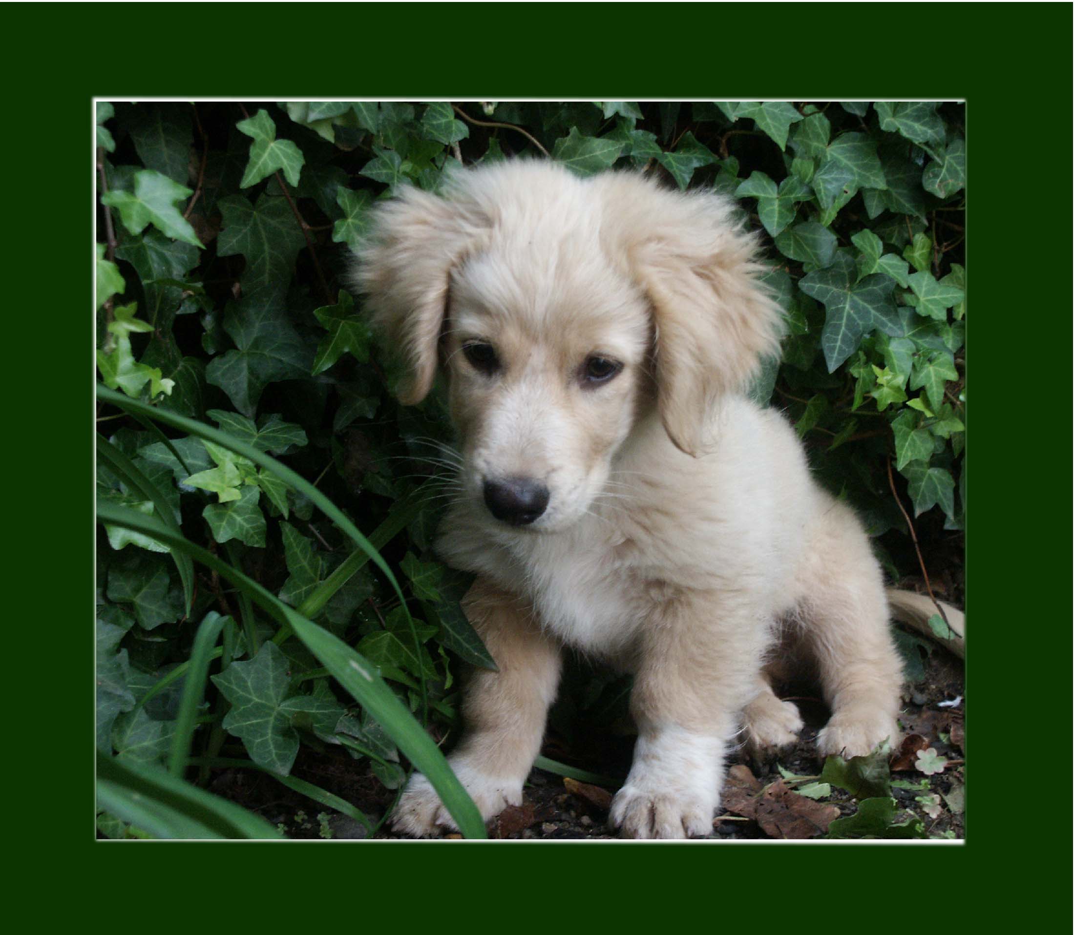 MADOX 2