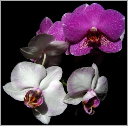Орхидеи2