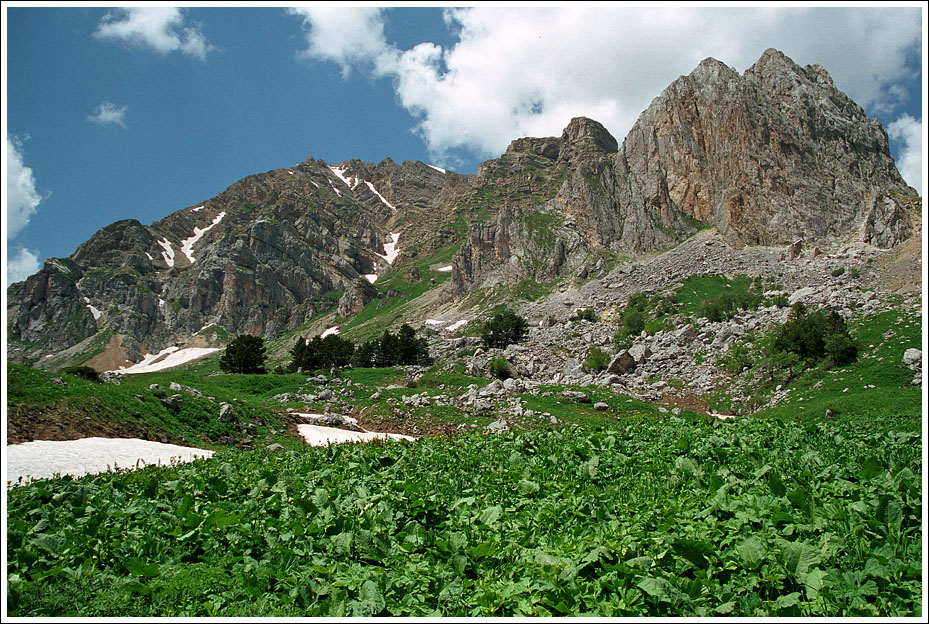 РОДИНА КАПУСТЫ И СМОРОДИНЫ