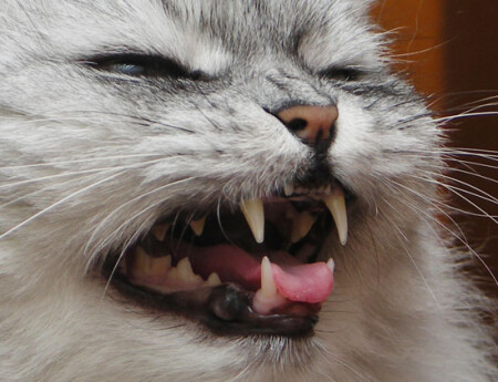 Кошкомакрозакаты №3