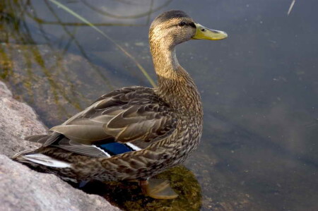 она живет в Финляндии