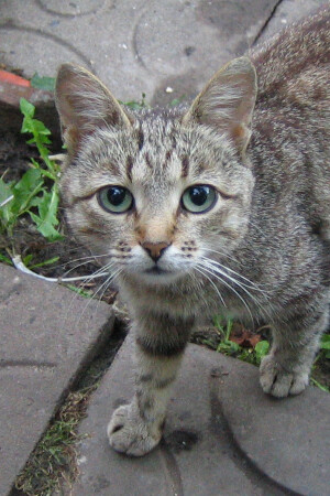 Случайный взгляд незнакомой кошки