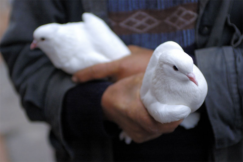 голуби