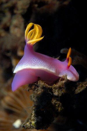 Emperor Nudibranch