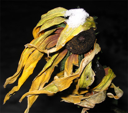 glimps of winter