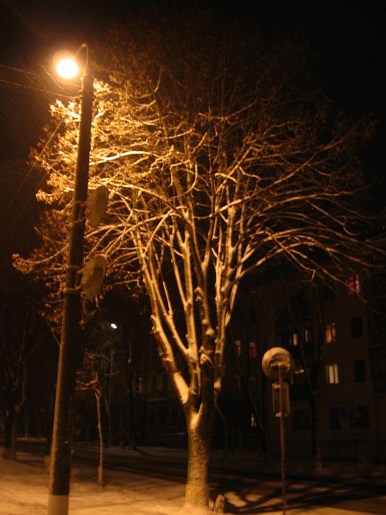 Фонарь и дерево