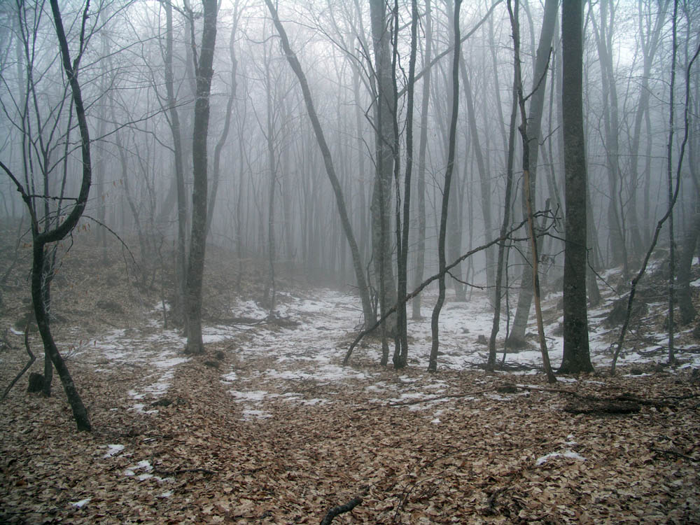 Зимний лес в Крыму