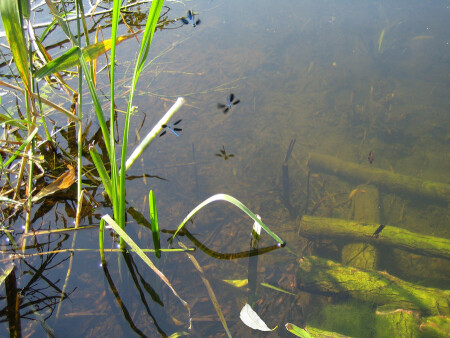 Речные стрекозы