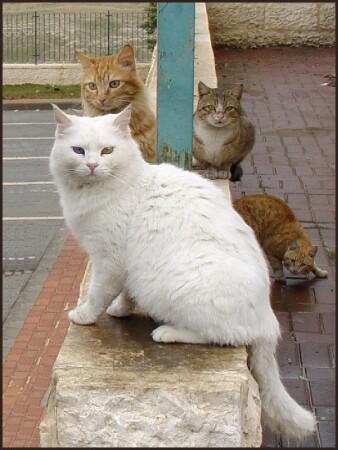 Король нашего кошачества