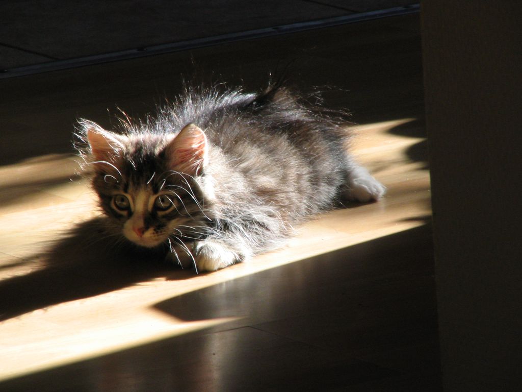 Котёнок