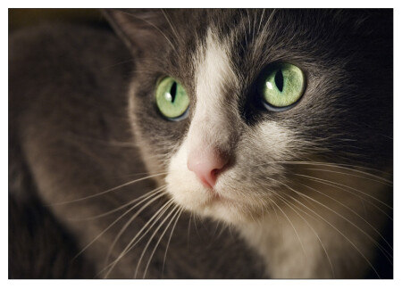 портрет кошки