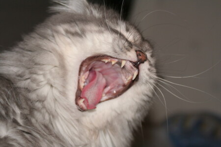 МЯУ-У-у-у-у-р-р-Р-Р-РР!