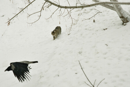 Wild life