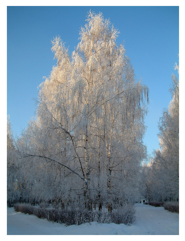 Морозное утро