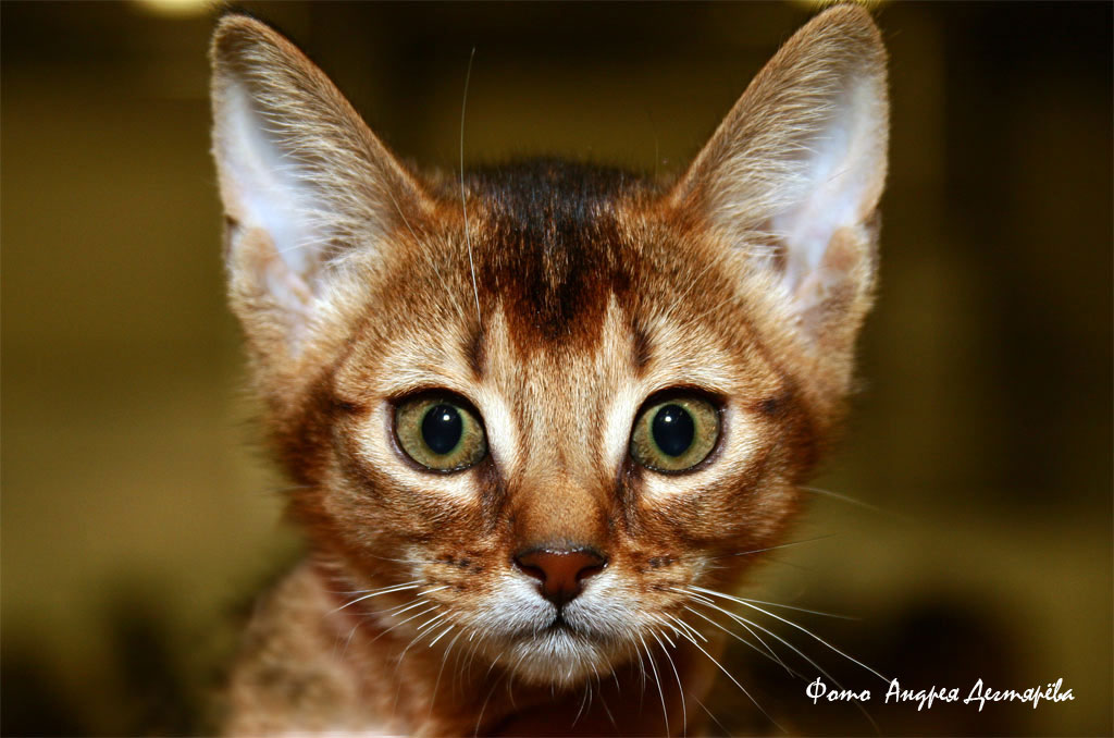 Кошачий Кашпировский