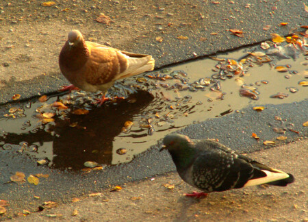 Прогулки по воде