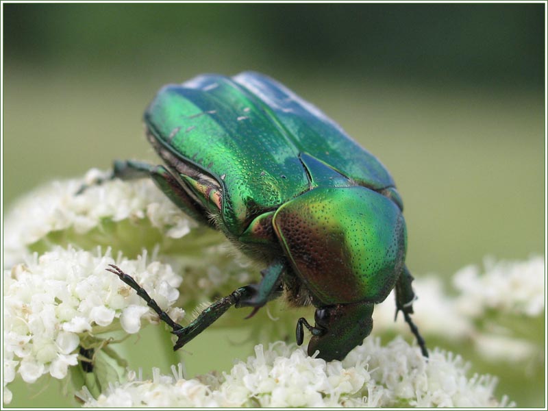Beatle!