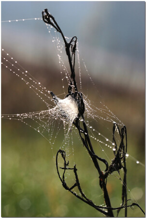 Сплетение Х