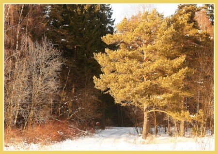Golden winter
