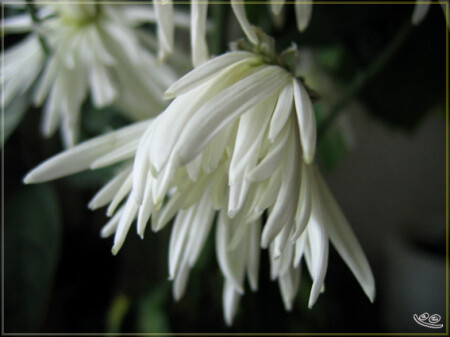 мимолетная красота