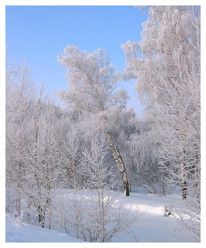 Березы белые