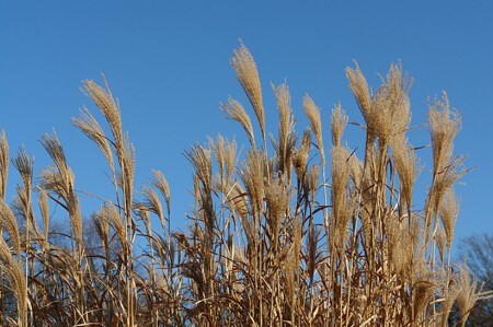 Уголок парка 2