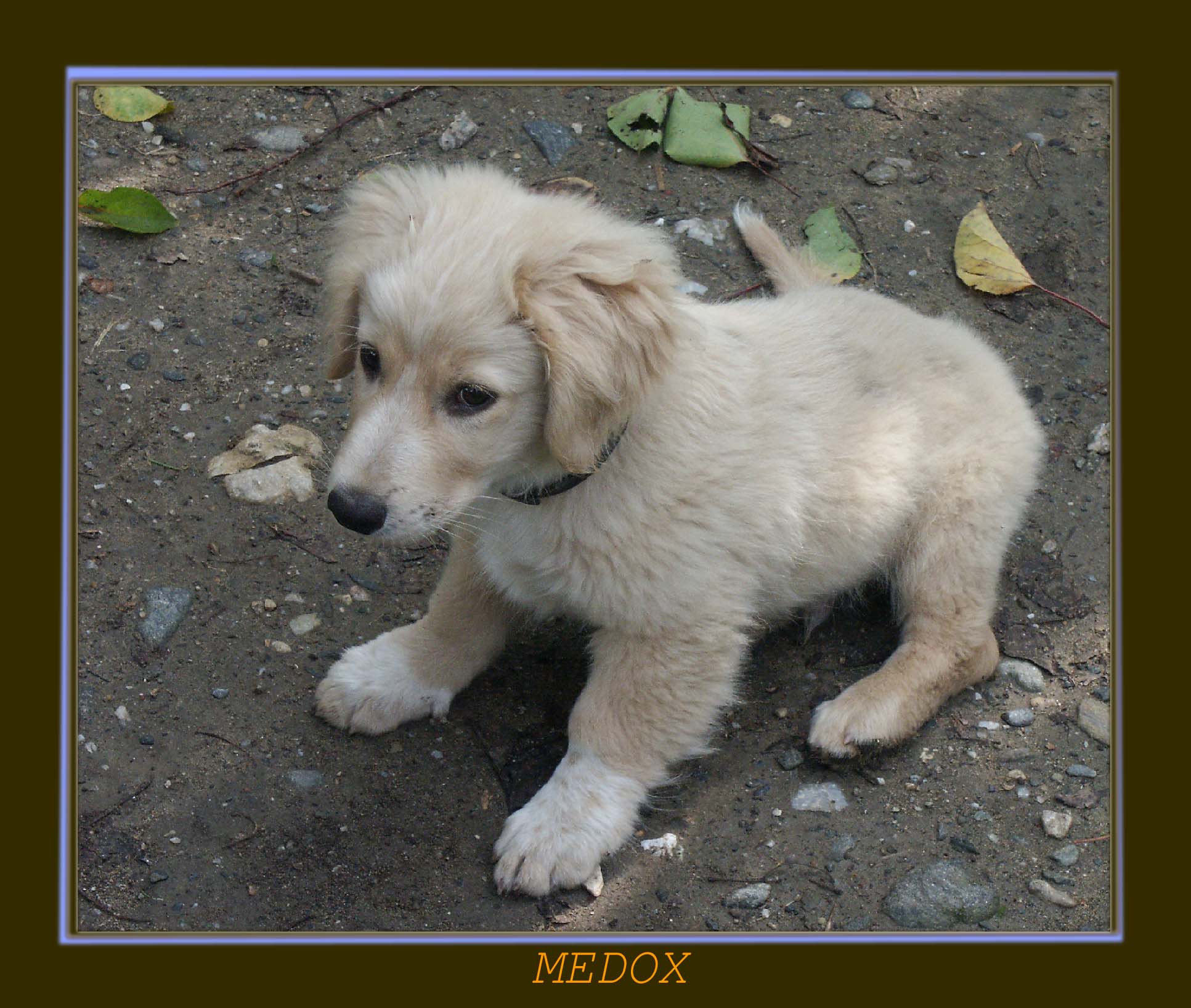 MADOX 3