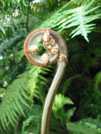 &amp;quot;Цветок&amp;quot; папоротника