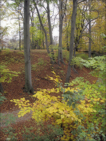 Английский парк
