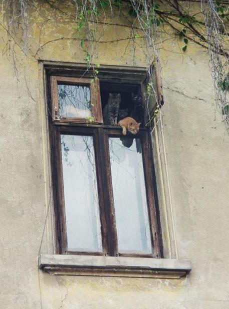 кошки в окошке