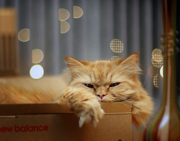 dreams, dreams, dreams...