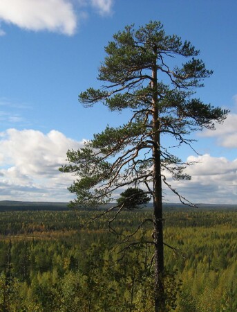 И один в поле - воин