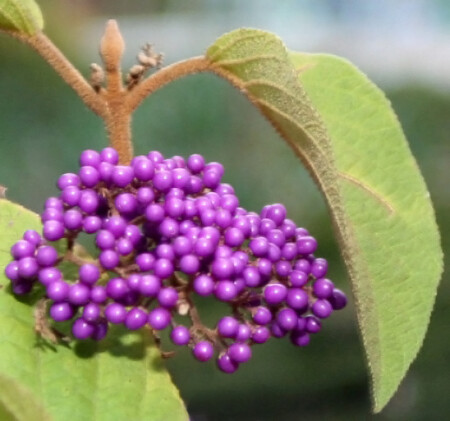 Тропическая морошка