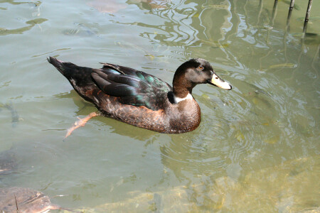 Стекляный_глаз