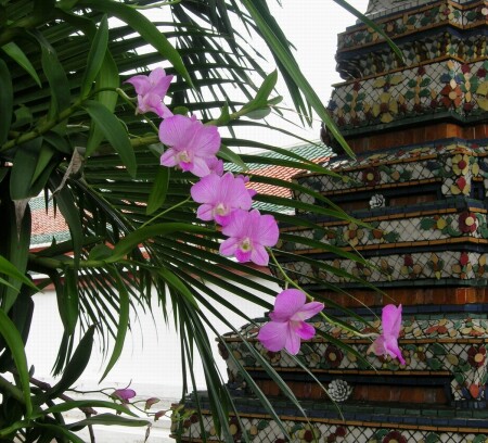 Фиалки по-азиатски