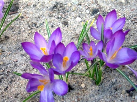 Vienas dienas skaistums