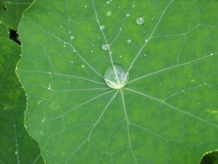 Дождевые капли