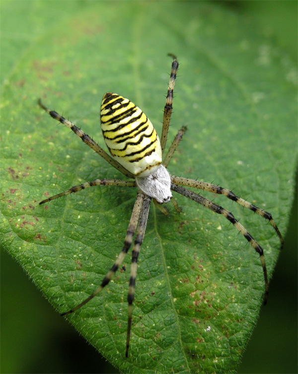 Паук