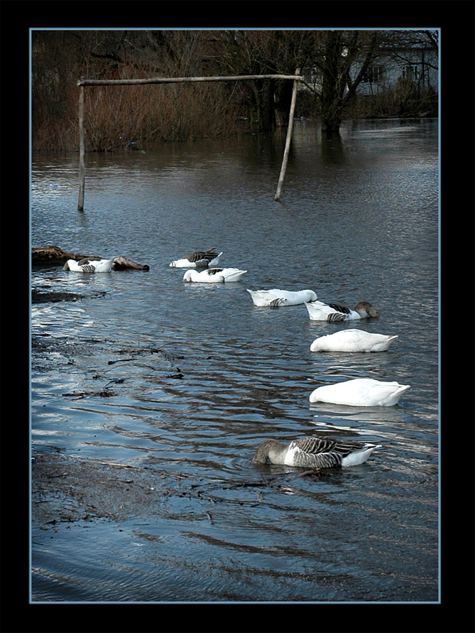Водное поло. Мяч потерян...