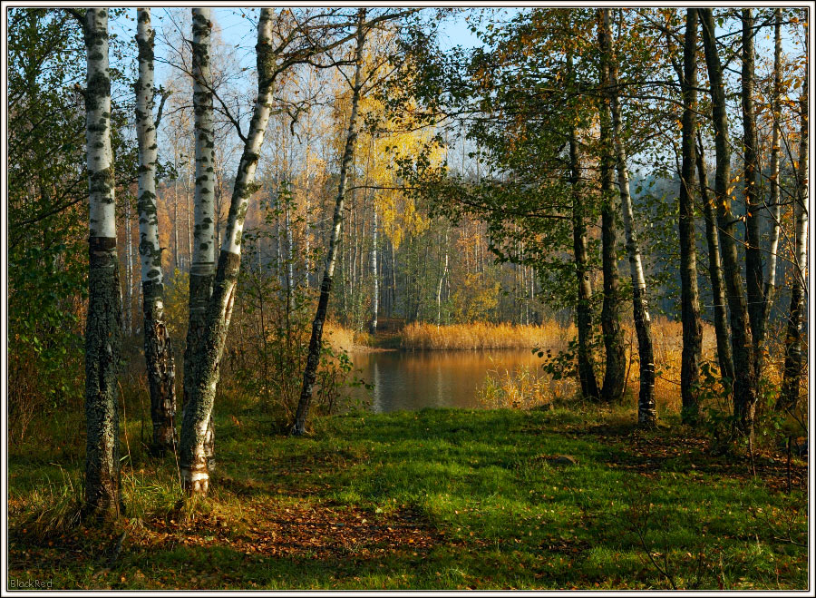 Березы на берегу