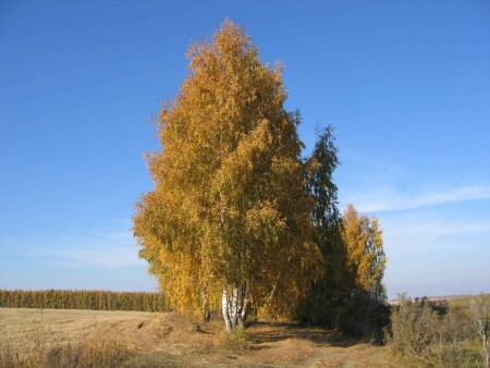 Золото на голубом