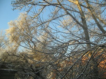 Зимняя паутина