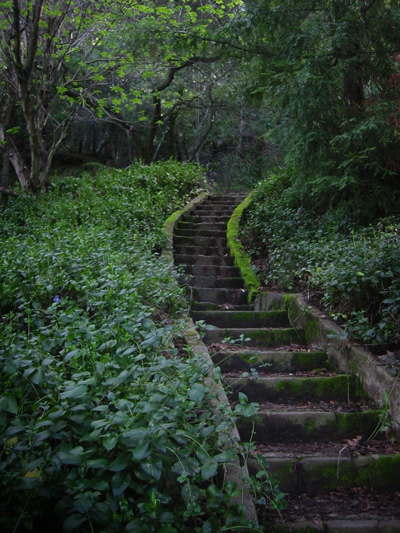 Lost In Jungles