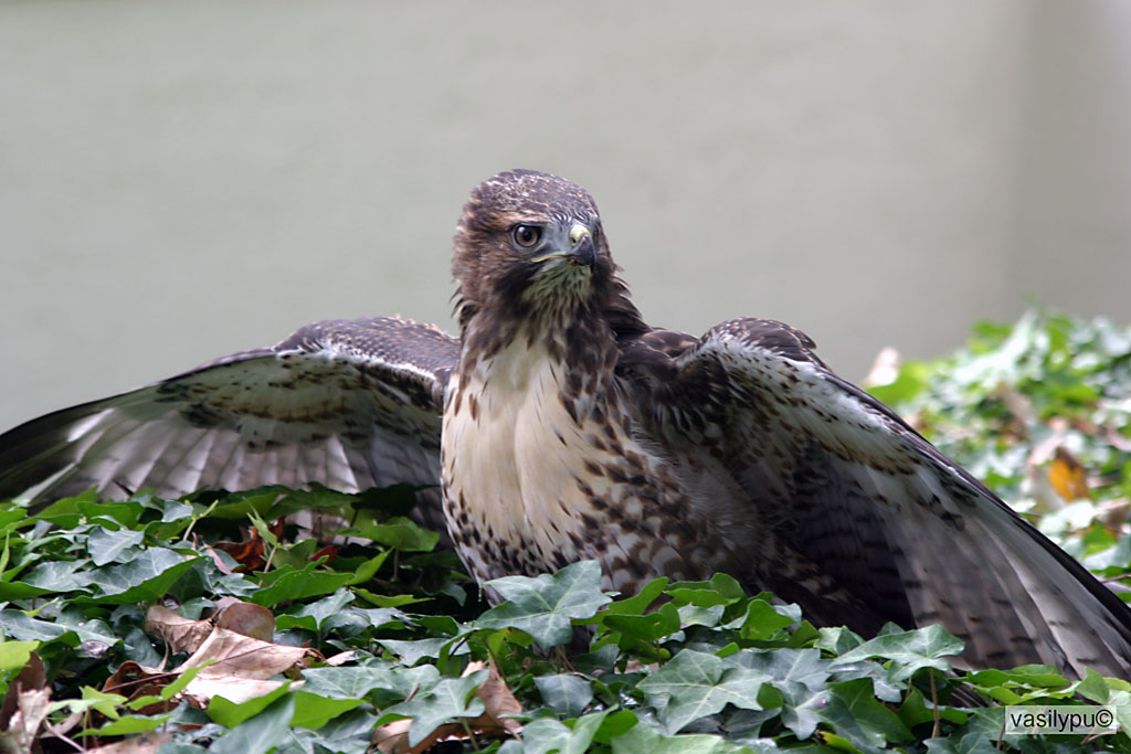 Swainson's Hawk - защита от фоторгафа