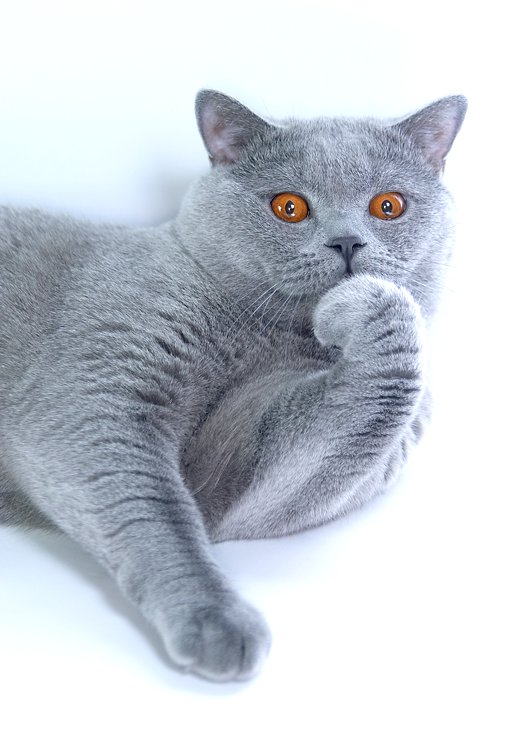 Данила
