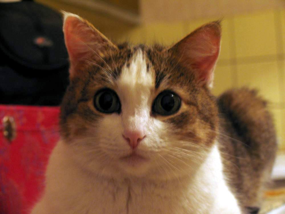 позирующая кошара