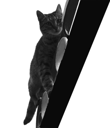 Casual cat