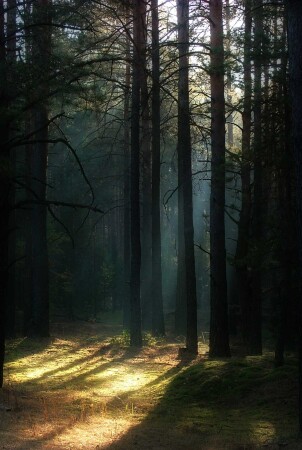 Сосновый бОр